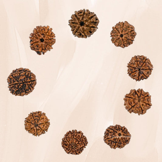 7 Mukhi Rudraksha With Cap